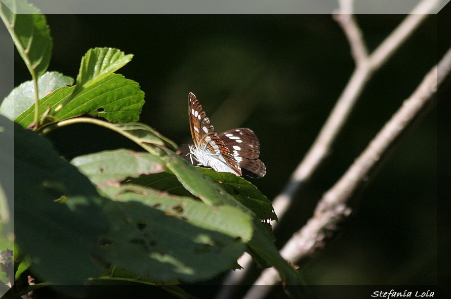 Limenitis camilla?